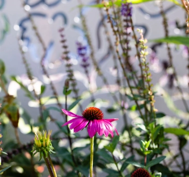 Rachel de Thame shares her favourite, dementia-friendly plants